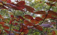 Image00009