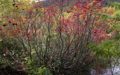 Image00011
