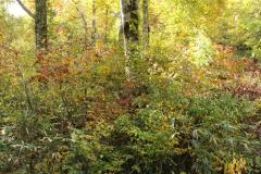 Image00001