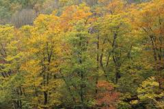 Image00007