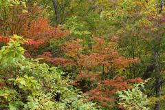 Image00008